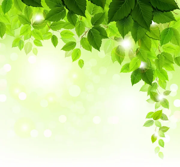 Rama de verano con hojas verdes frescas — Vector de stock