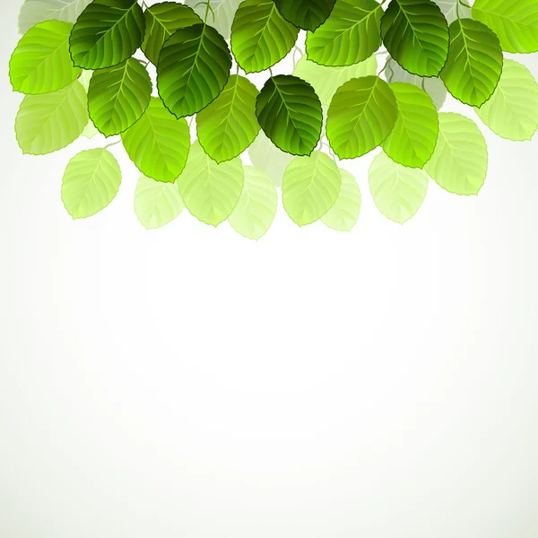 Opknoping tak met verse groene bladeren — Stockvector