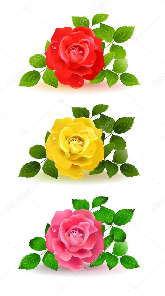 Three color roses with green leaves
