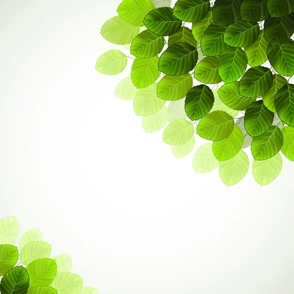 Rama colgante con hojas verdes frescas — Vector de stock