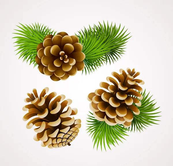 Branch of fir tree and cones — Stock Vector