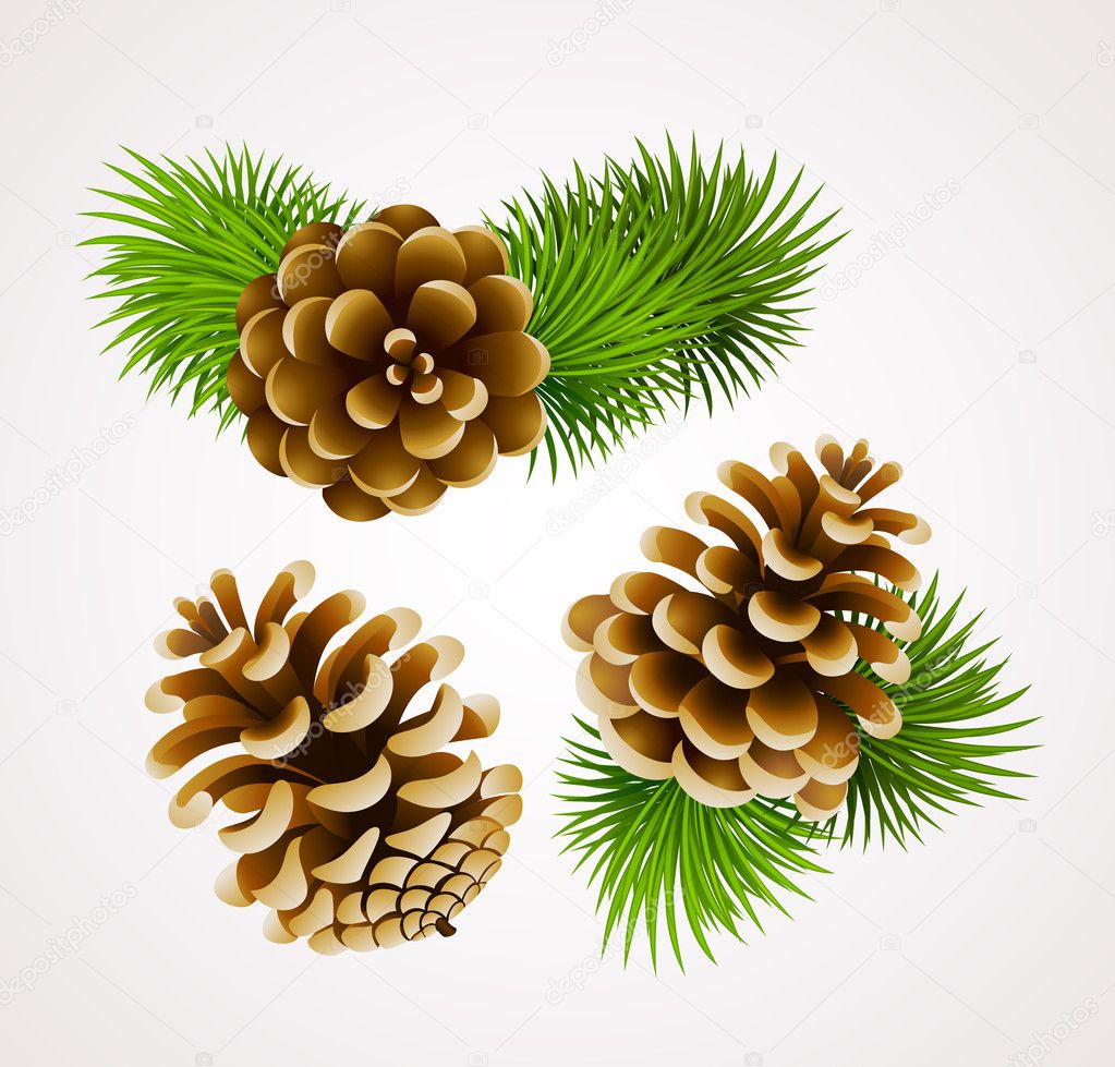 Branch of fir tree and cones