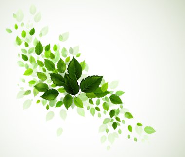 Taze yeşil yapraklı dal