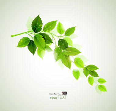 Spring branch with fresh green leaves clipart