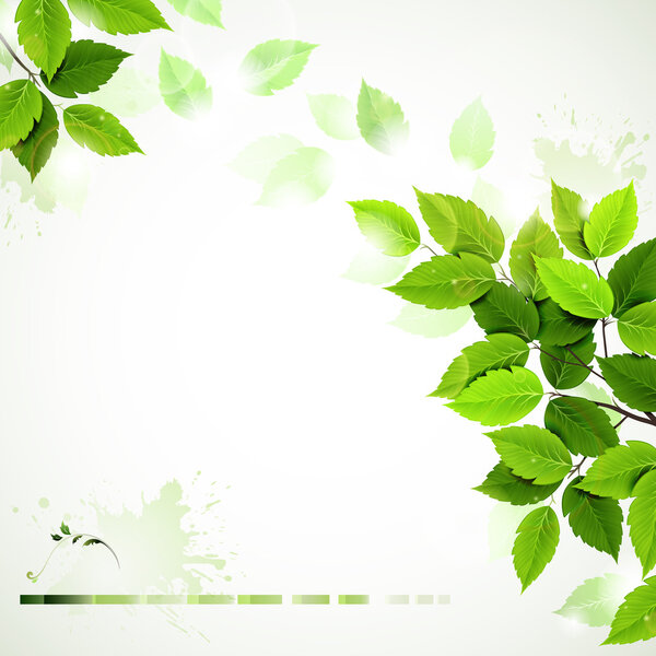 Летняя ветка со свежими зелеными листьями