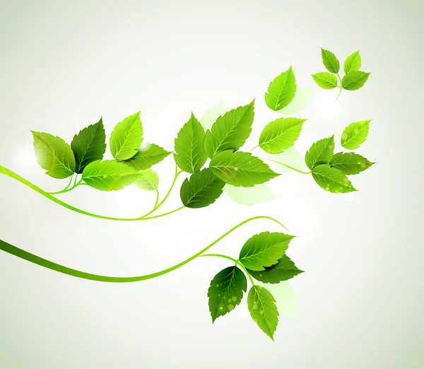 Rama de primavera con hojas verdes frescas — Vector de stock