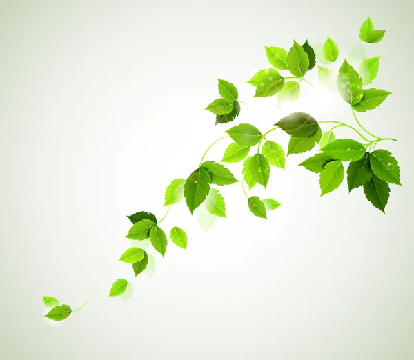Rama de verano con hojas verdes frescas — Vector de stock