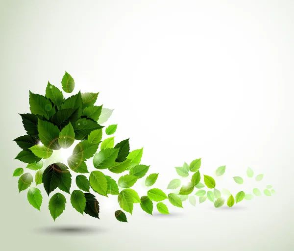 Rama con hojas verdes frescas — Vector de stock
