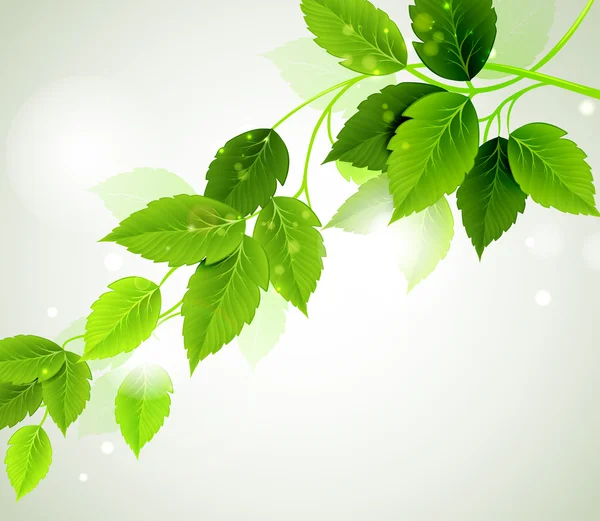 Sommar gren med färska gröna blad — Stock vektor
