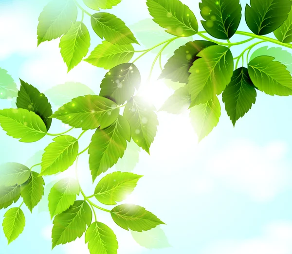 Ramo com folhas verdes penduradas na árvore — Vetor de Stock