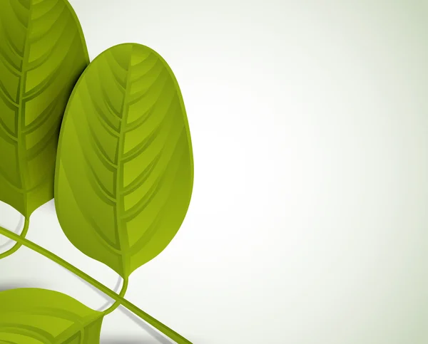 신선한 녹색 여름 분기 아카시아의 잎 — 스톡 벡터