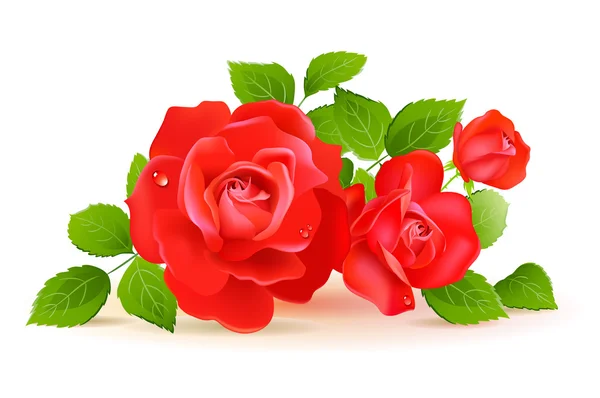 Rote Rosen mit grünen Blättern — Stockvektor