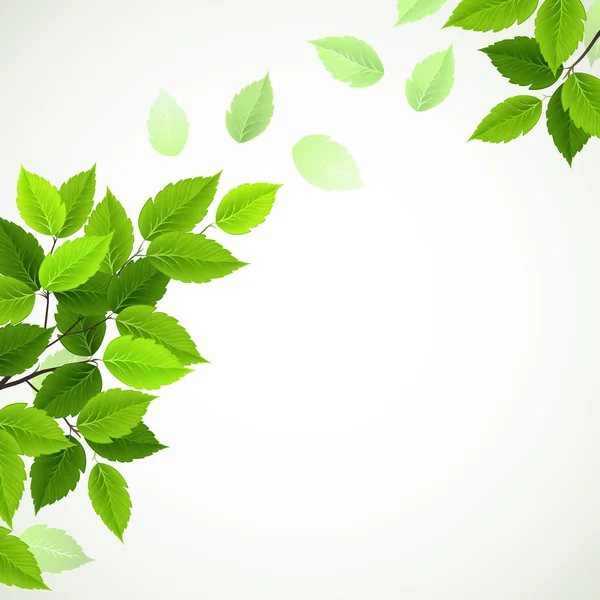 Zweig mit frischen grünen Blättern — Stockvektor