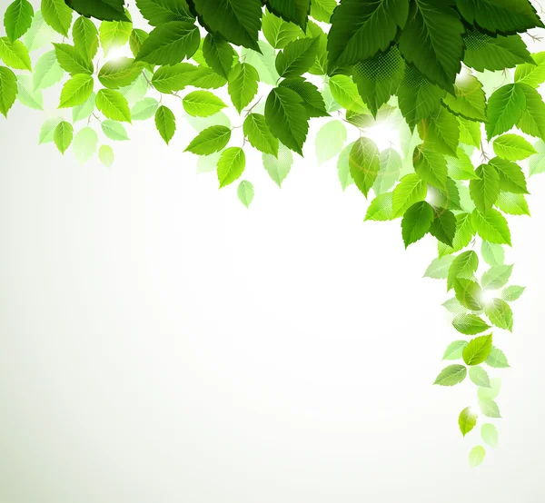 Κλαδί με φρέσκα πράσινα φύλλα — Διανυσματικό Αρχείο