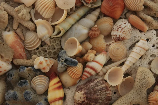 Θάλασσα κελύφη φόντο — Φωτογραφία Αρχείου