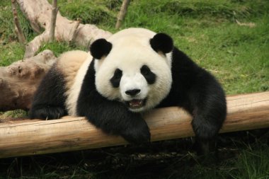 Giant panda bear (Ailuropoda Melanoleuca), China clipart