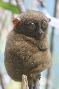 Tarsier (Tarsius syrichta), Bohol island, Philippine clipart