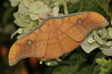 Beyaz çiçekler üzerinde ipek güve (Antheraea frithi)