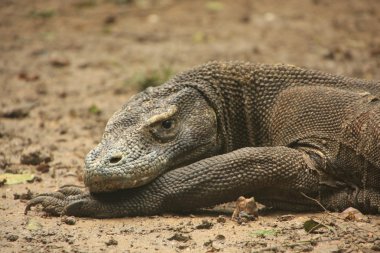 Komodo dragon (varanus komodoensis), rinca Adası, komodo Ulusal Parkı, Endonezya