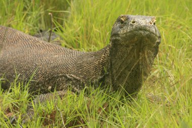 Komodo dragon (varanus komodoensis), rinca Adası, komodo Ulusal Parkı, Endonezya