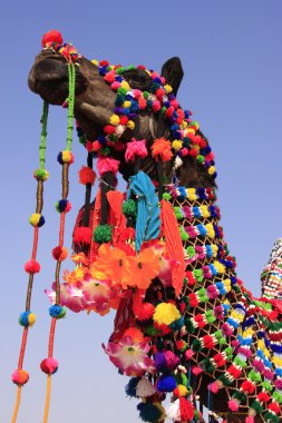 Portrait of decorated camel, Jaisalmer, India clipart