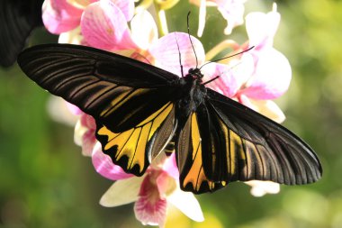 Goliath Birdwing kelebeği (Omithoptera goliath) pembe orkide çiçekler