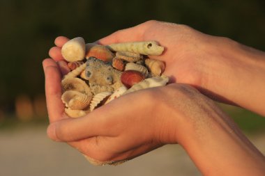 Hands holding sea shells clipart