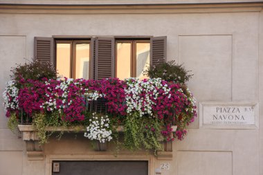 Avrupa bir penceredeki çiçek