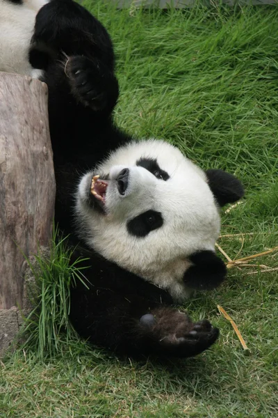 Велетенський ведмідь - панда (Айлуропода Меланолейка), Китай. — стокове фото
