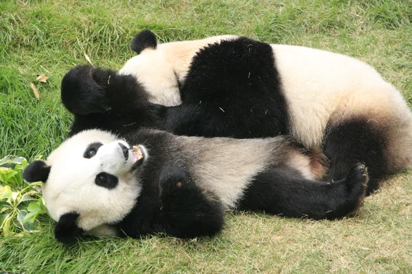 Orsi panda giganti che rotolano insieme (Ailuropoda Melanoleuca), Cina — Foto Stock
