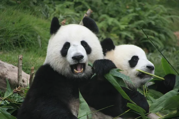 Osos panda gigantes comiendo bambú (Ailuropoda Melanoleuca), China —  Fotos de Stock