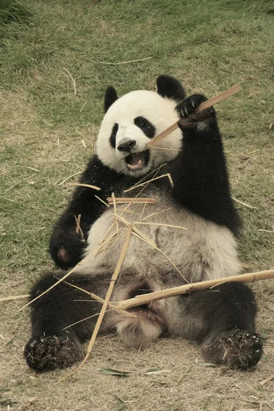Urso panda gigante comendo bambu (Ailuropoda Melanoleuca), China — Fotografia de Stock