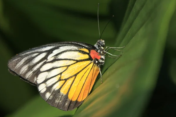 Painted Jezebel butterfly (Delias hyparete metarete) on a green leaf — Stock Photo, Image