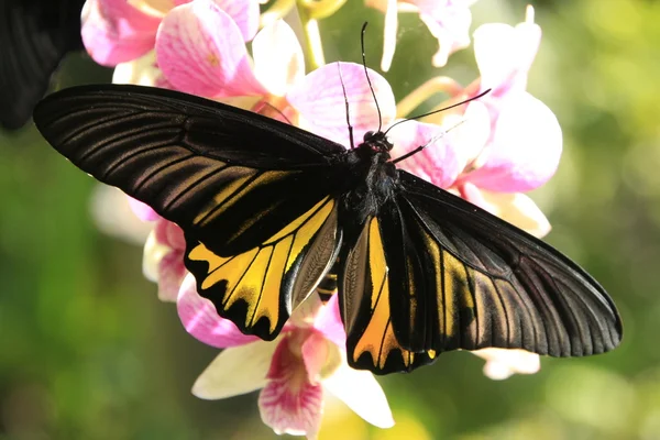 Goliath Birdwing butterfly (Omithoptera goliath) on pink orchid flowers — Stock Photo, Image