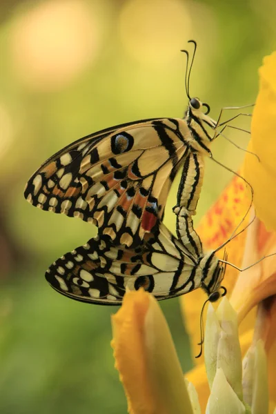 Borboletas de Limão Borboleta (Papilio demoleus) acasalamento em flores amarelas — Fotografia de Stock