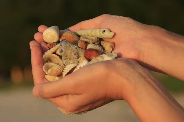 Deniz kabukları tutan eller — Stok fotoğraf