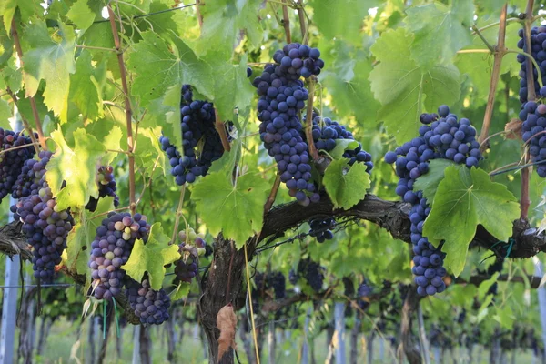 Druivenmost trossen op een wijnstok — Stockfoto