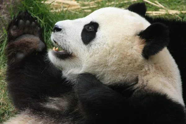 Dev panda (Ailuropoda Melanoleuca), Çin — Stok fotoğraf