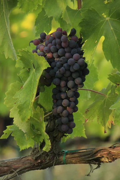 Ramo de uva en una vid — Foto de Stock