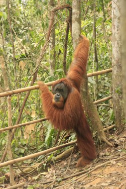 erkek orangutan (pongo abelii), sumatra, Endonezya