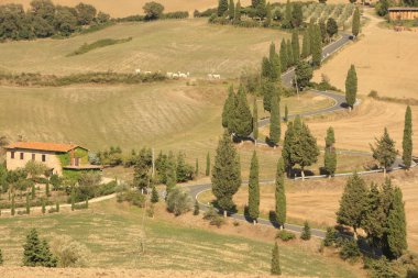 Servi ağaçları, Toskana, İtalya ile kırsal yol