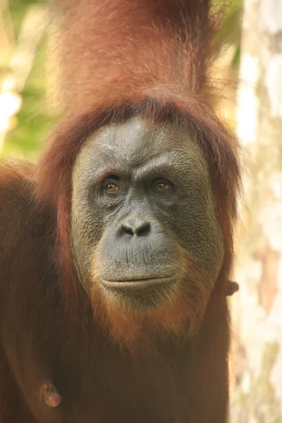 Porträtt av kvinnliga orangutang (pongo abelii), sumatra, Indonesien — Stockfoto