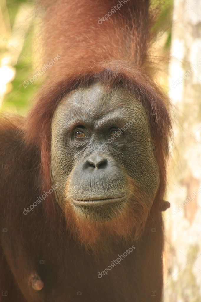 Portrait of female orangutan (Pongo abelii), Sumatra, Indonesia Stock ...