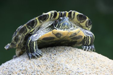 Painted turtle (Chrysemys sp.) on a stone clipart