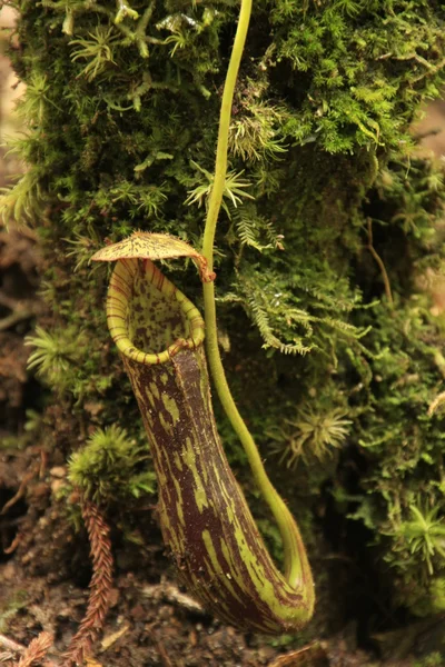 ince atıcı bitki (nepethes gracilis), borneo, Malezya