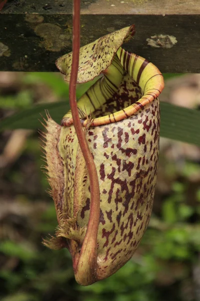 Planta lanzadora (Nepenthes rafflesiana), Borneo, Malasia — Foto de Stock