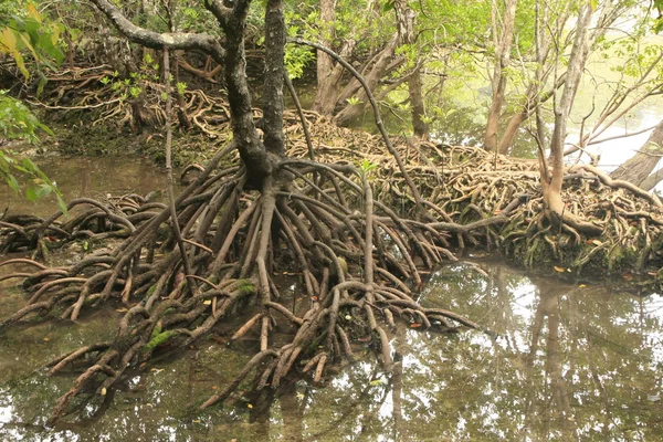 Albero delle mangrovie (Rhizophora sp.) con radici esposte, Sud-Est asiatico — Foto Stock