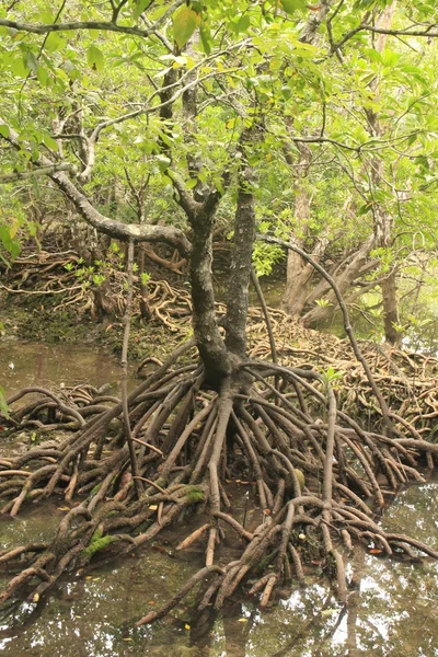 Manguezal (Rhizophora sp.) com raízes expostas, Sudeste Asiático — Fotografia de Stock