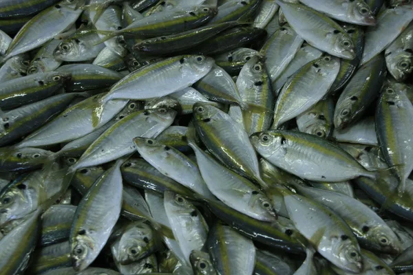 Fondo de pescado pequeño — Foto de Stock