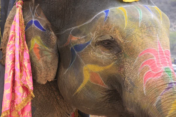 stock image Portrait of painted elephant (elephas maximus), India